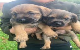 Border Terrier dogs for sale: BORDER TERRIER PUPPIES - Image 1