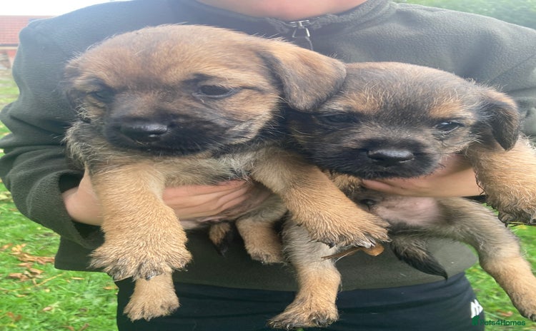 Border Terrier dogs - Advert 1