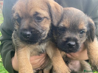 Border Terrier dogs - Advert 1