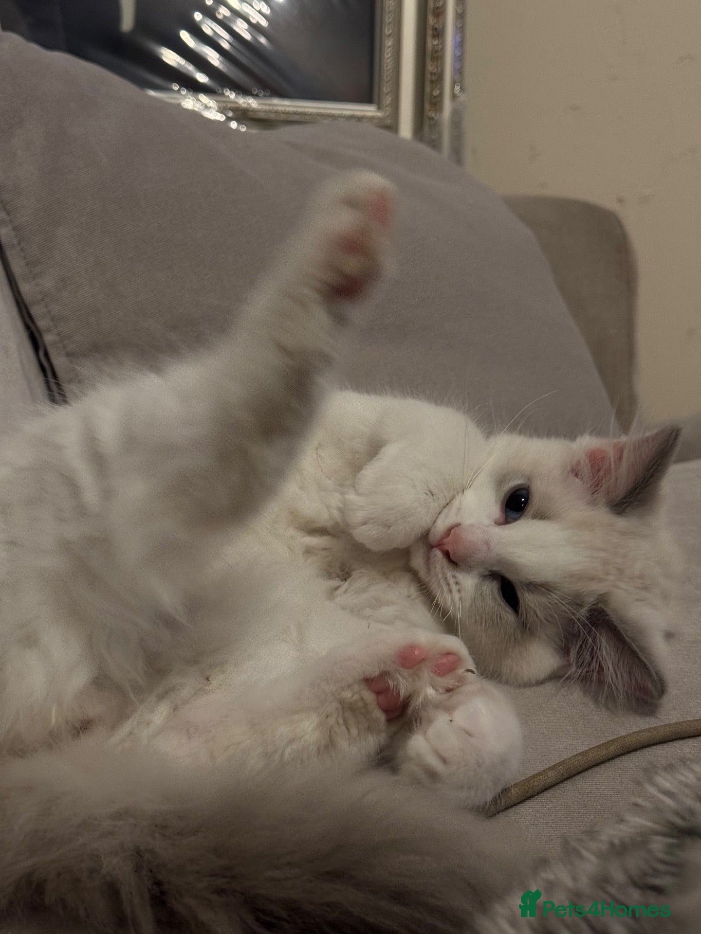 Ragdoll cats 🐾 Last Ragdoll Kitten for His Forever Home! 🐾 - Advert 7