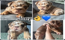 English Bulldog dogs for sale: English bulldog puppies - Image 29