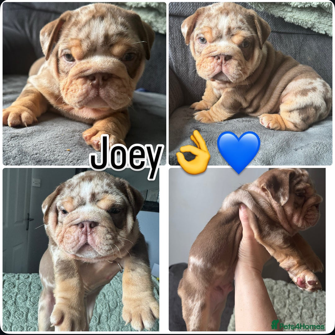 English Bulldog dogs for sale: English bulldog puppies - Image 29