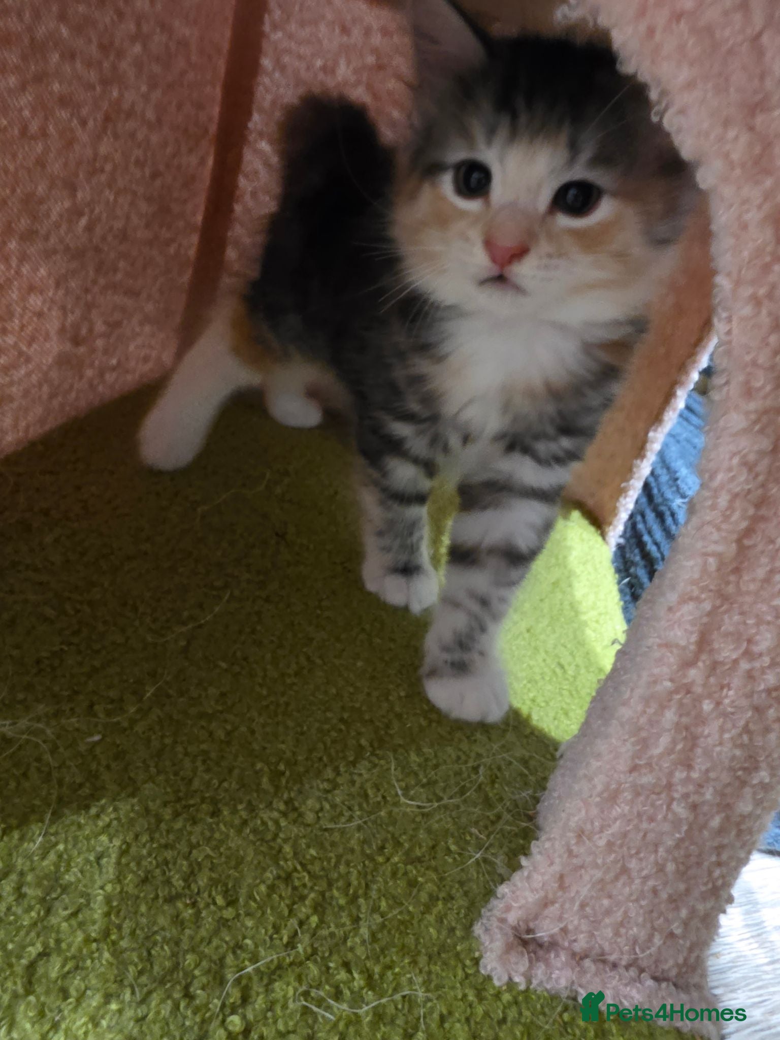 British Longhair cats Georgous silver & ginger Longhaired kitten ready - Advert 17