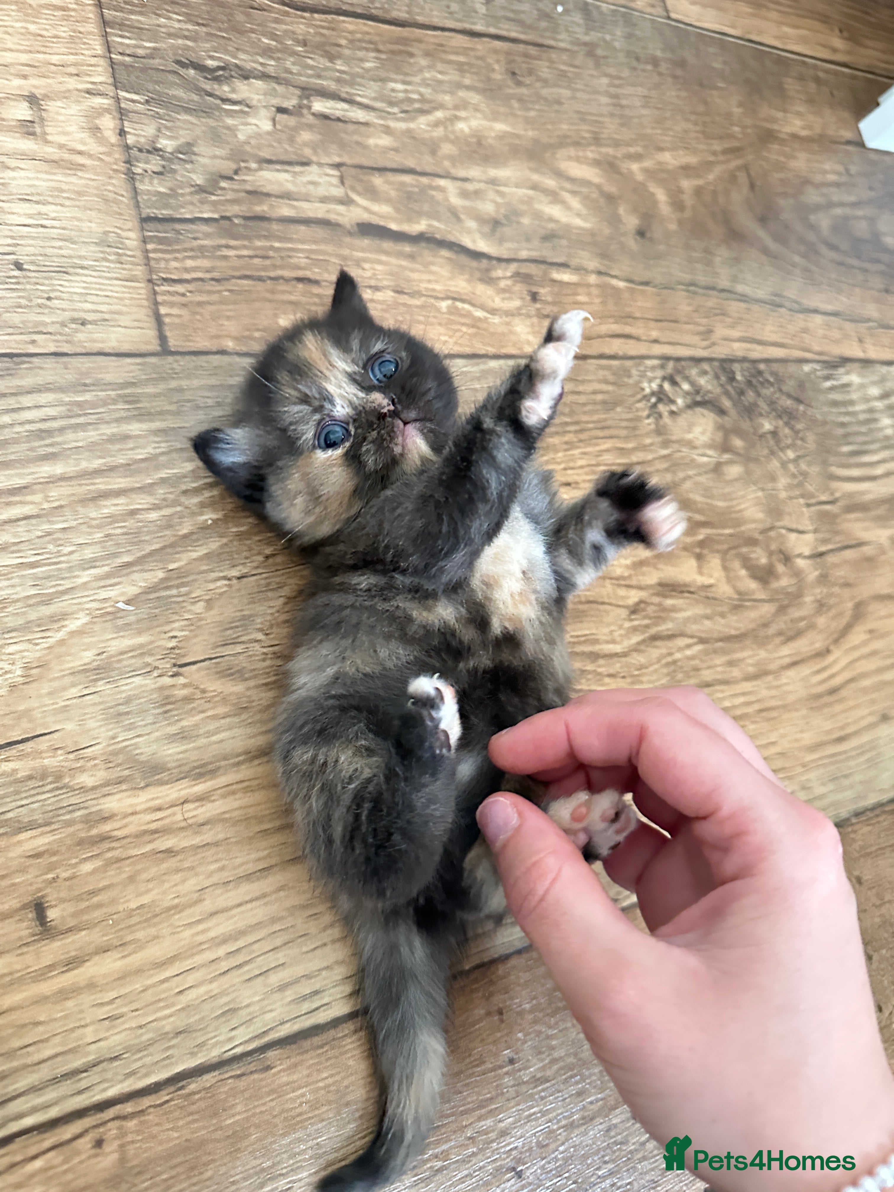 British Shorthair cats ONLY ONE Chucky British Shorthair Girlie Left - Advert 3