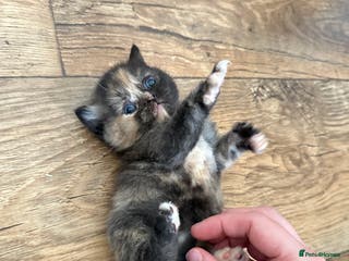 British Shorthair cats ONLY ONE Chucky British Shorthair Girlie Left - Advert 3