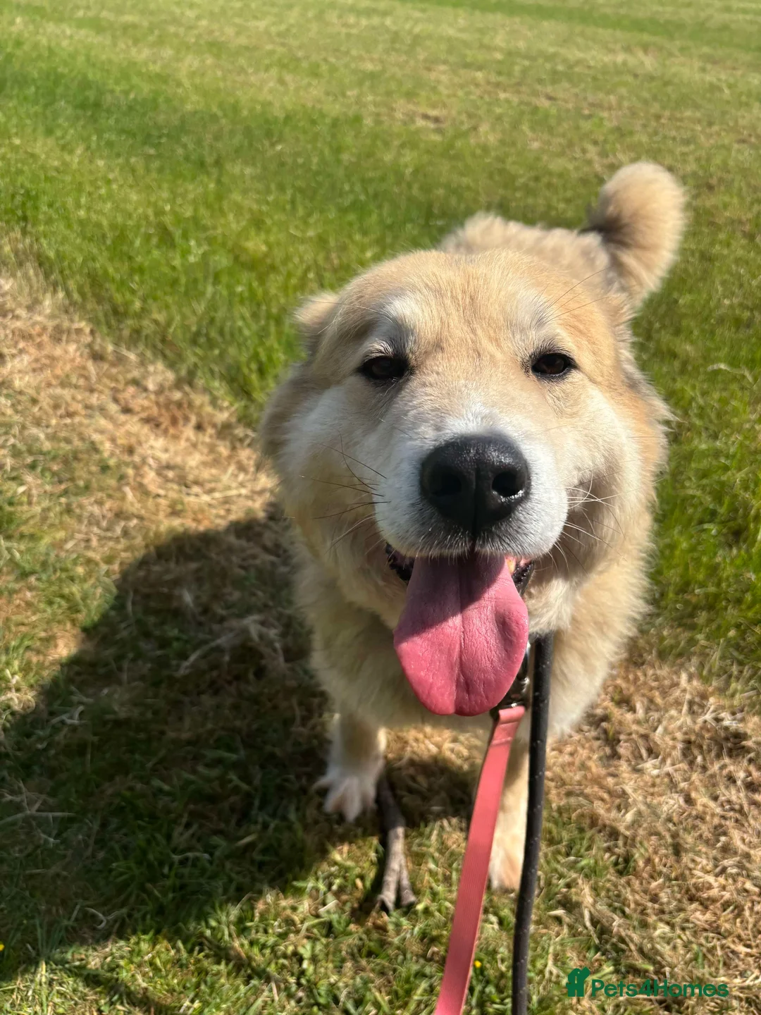 Mixed Breed dogs for adoption: Meet Paddy, currently residing in Cheshire  in Nantwich - Advert 15