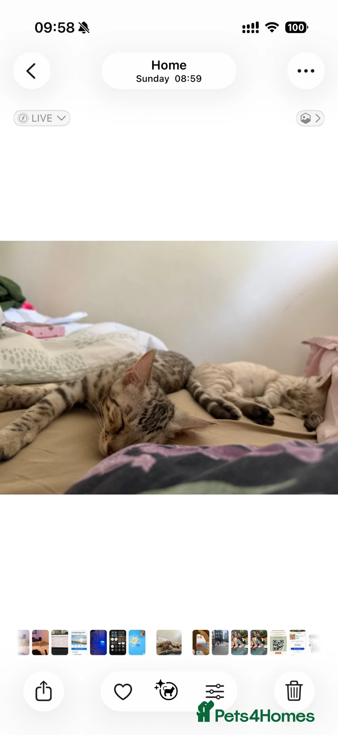 Bengal cats for sale: TICA Registered Gorgeous Bengals  - Advert 2