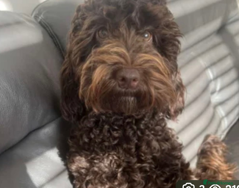 Cockapoo dogs Mabel the chocolate cockapoo - Advert 12