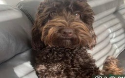 Cockapoo dogs for sale: Mabel the chocolate cockapoo - Image 1