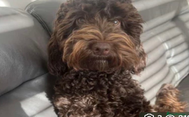 Cockapoo dogs - Advert 1