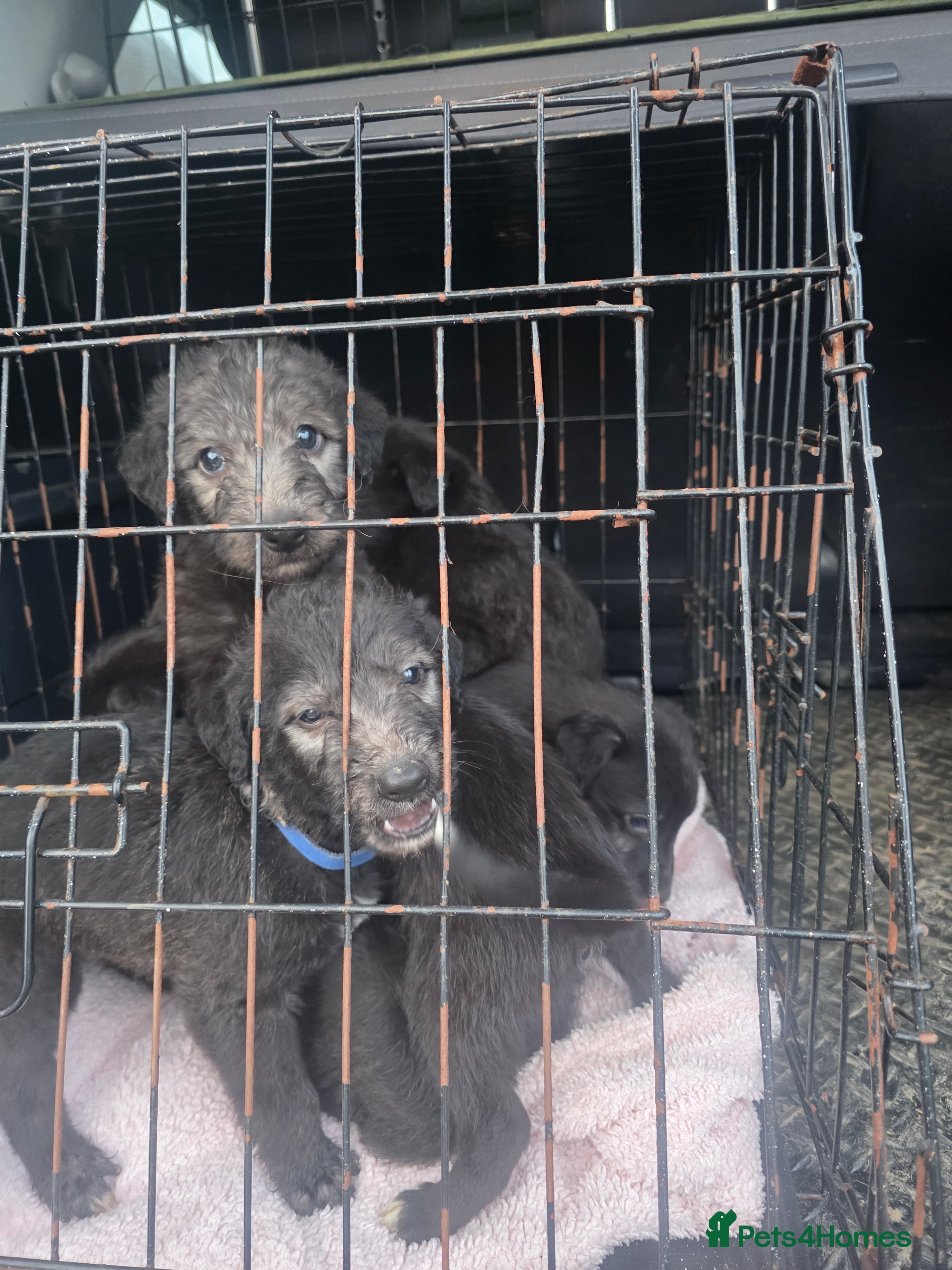 Mixed Breed dogs Bedlington whippet puppies  - Advert 9