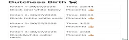 Mixed Breed cats for sale: Beautiful kittens of Duchess  in Worcester - Advert 6