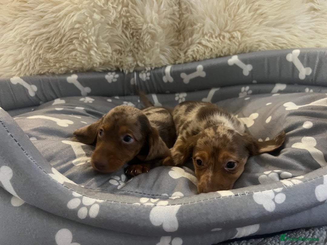Dachshund dogs for sale: Miniature dachshund puppies for sale - Advert 3