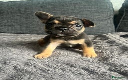 French Bulldog dogs for sale: French bulldog puppies  - Image 8