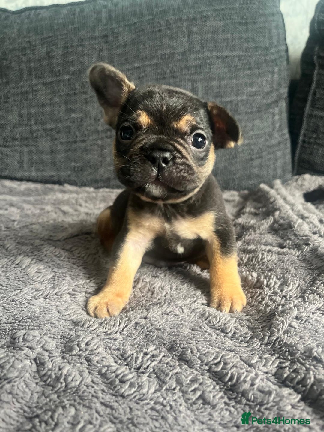 French Bulldog dogs for sale: French bulldog puppies  - Image 8