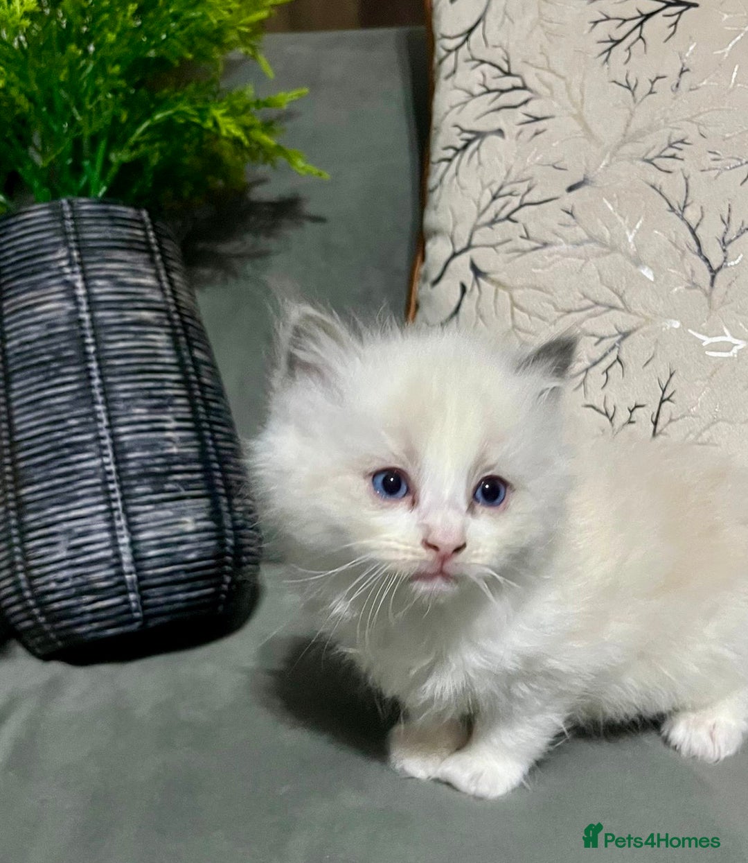 Ragdoll cats for sale: Ragdoll/Persian kittens - Advert 1