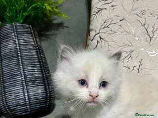 Ragdoll cats Ragdoll/Persian kittens - Advert 10