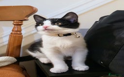 British Shorthair cats for sale: Little Karl Needs A New Home - Image 1