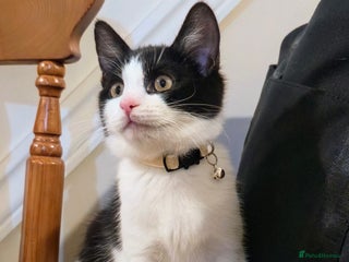 British Shorthair cats - Advert 8