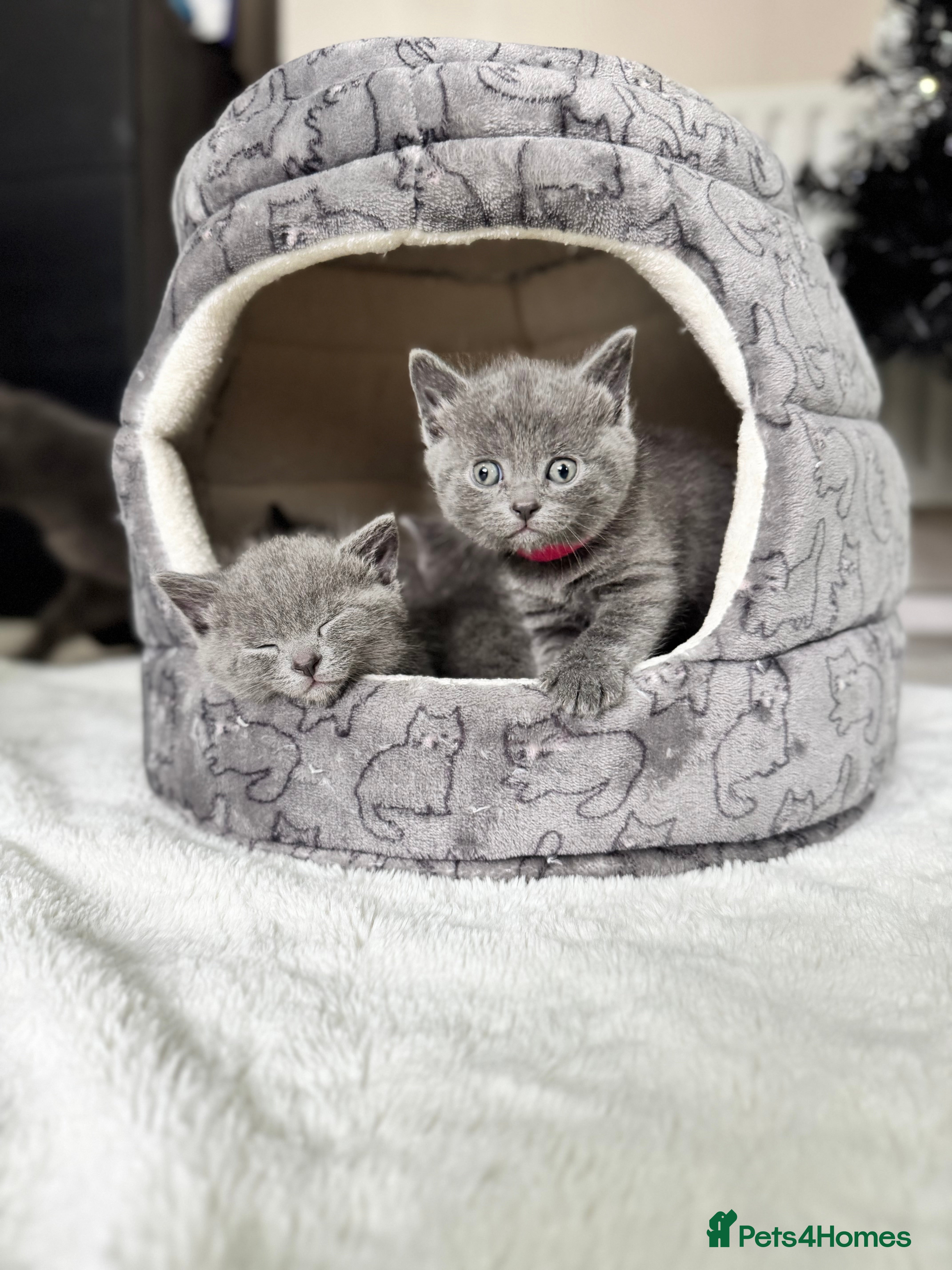 Russian Blue cats ✨Russian Blue x BSH Kittens, Calm Chunky Coats ✨ - Advert 17