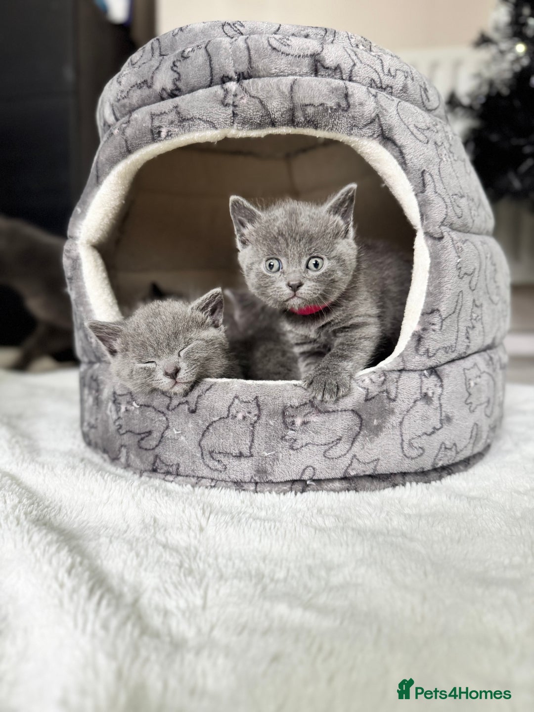 Russian Blue cats for sale: ✨ Russian Blue x British Shorthair Kittens ✨ - Advert 1