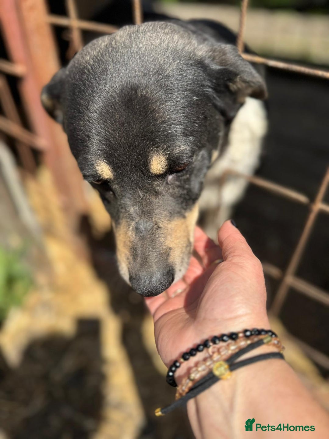 Mixed Breed dogs for adoption: ELSA -  a Special Girl who hates the Prison - Image 6