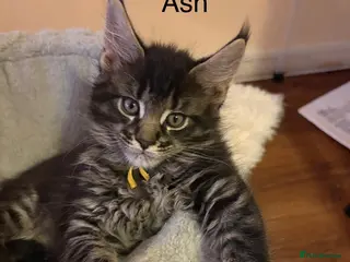 Maine Coon cats Fully registered Maine Coon kittens - Advert 5