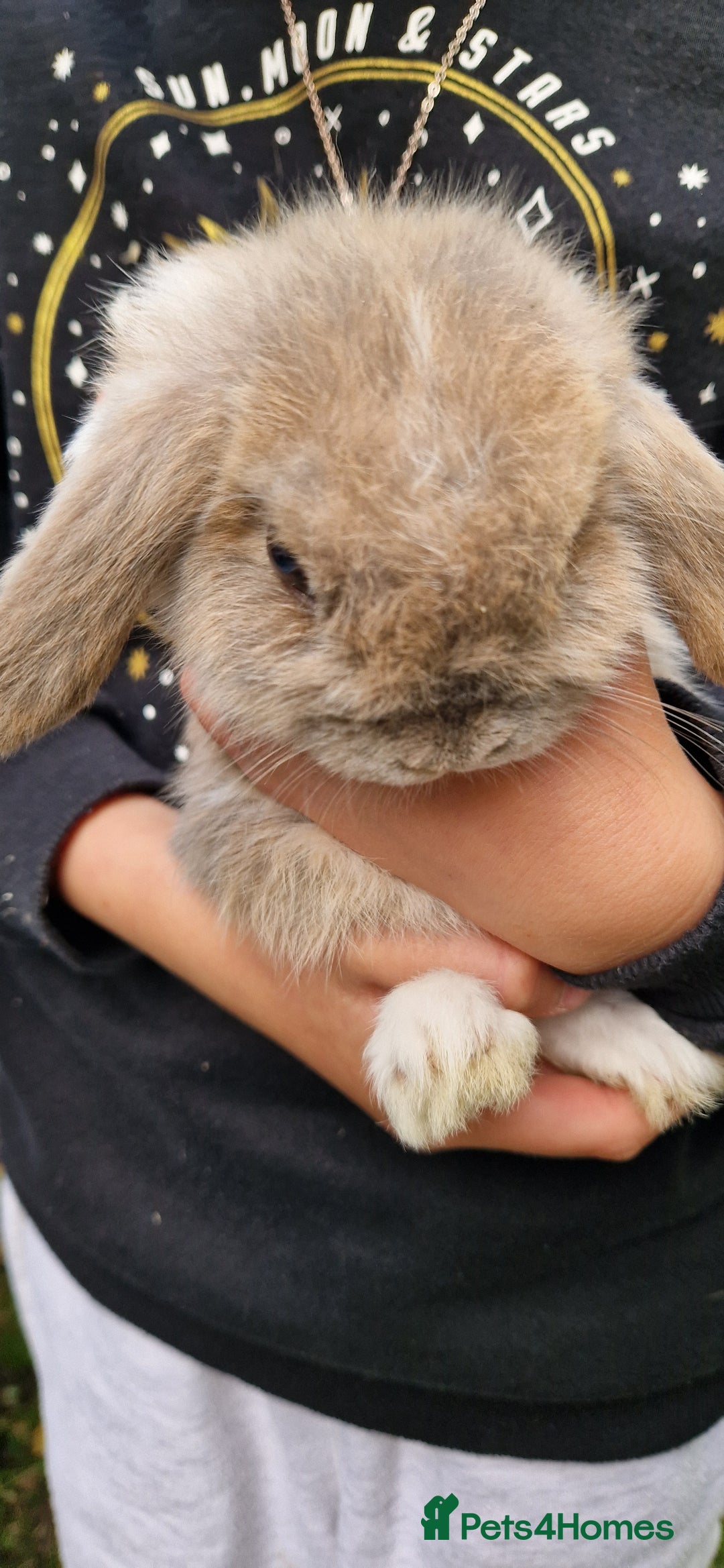 Mini Lop rabbits for sale: 4x Mini Lop Female Bunnies - Image 9