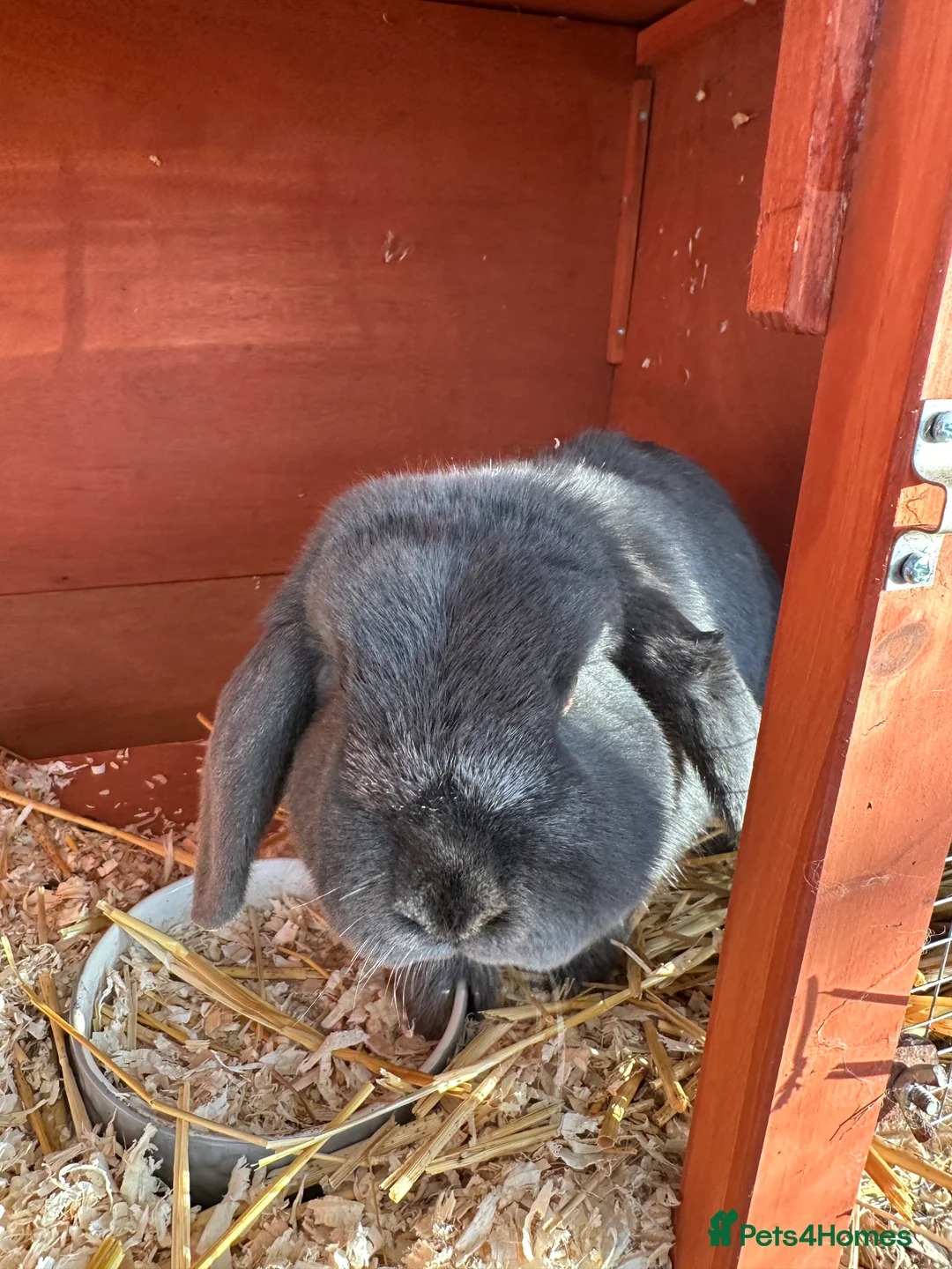 Mini Lop rabbits for sale: 2 female bonded mini lops for sale  - Advert 23