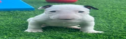 English Bull Terrier dogs for sale: Stunning English bull terrier puppies for sale  - Advert 8