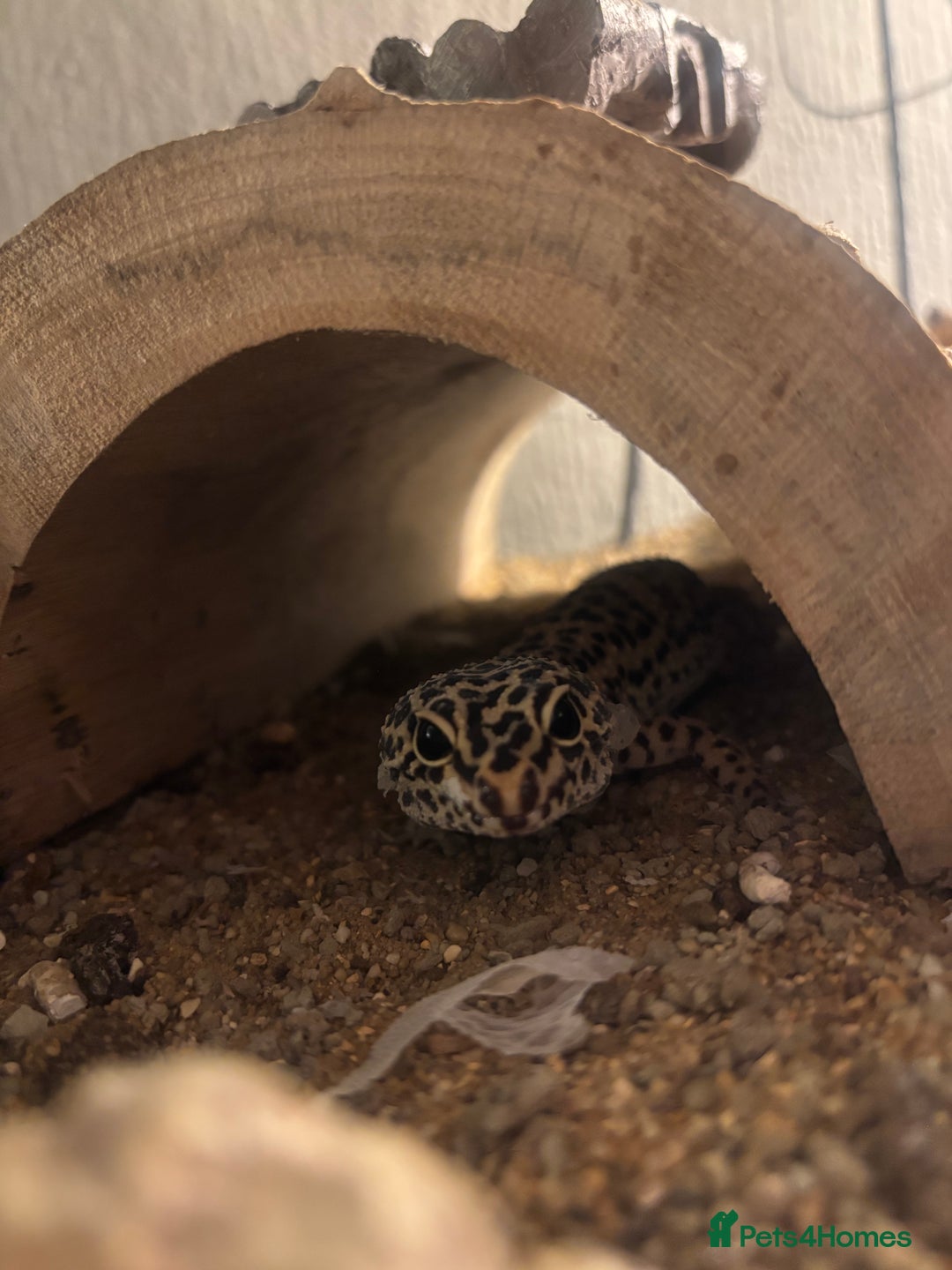 Leopard Gecko reptiles for sale: rescued leopard gecko - Advert 1