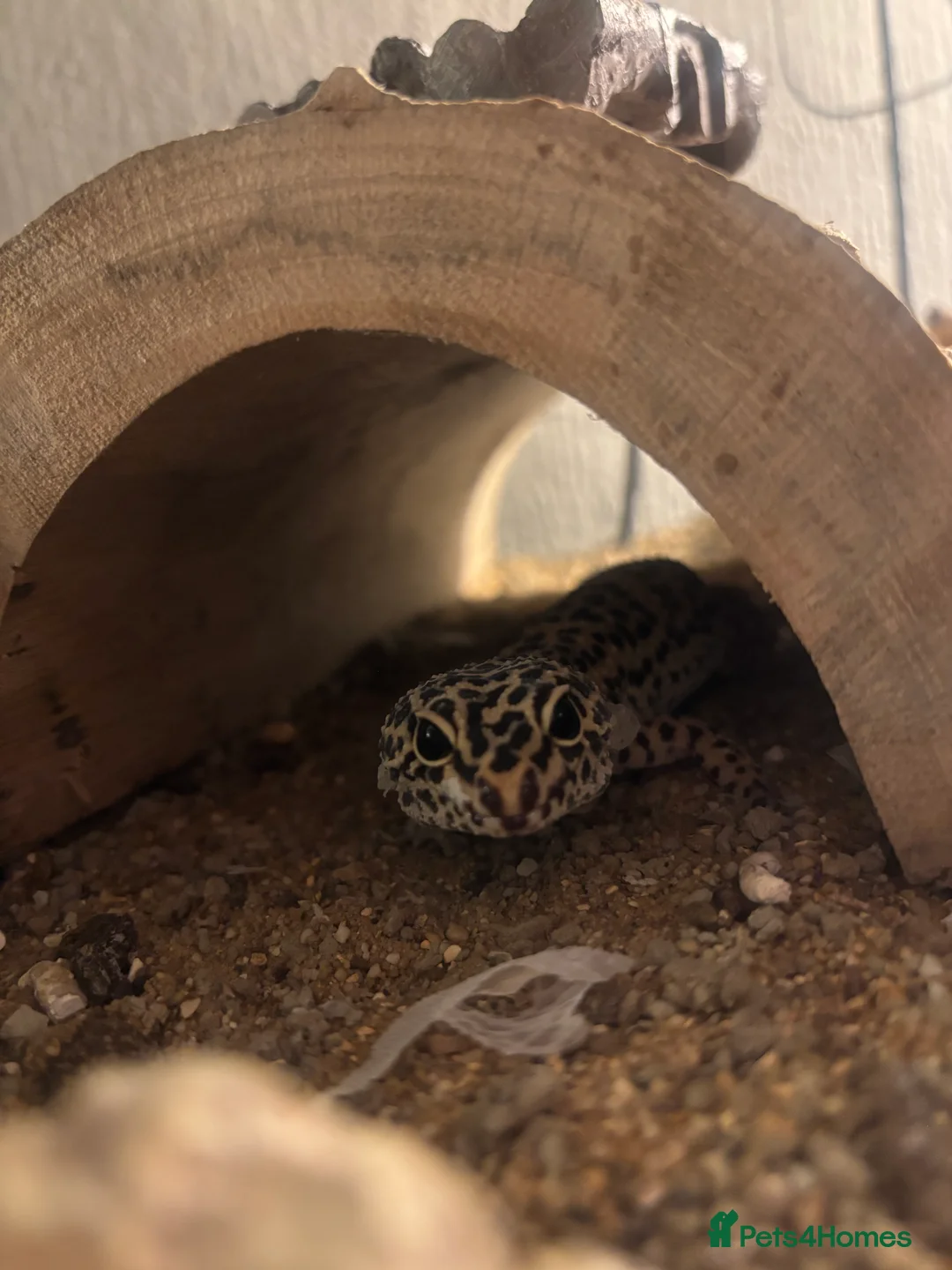 Leopard Gecko reptiles for sale: rescued leopard gecko - Advert 1