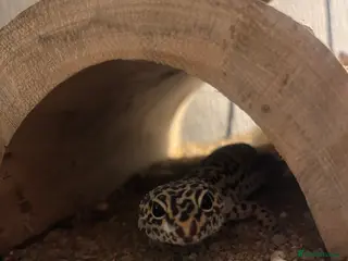 Leopard Gecko reptiles rescued leopard gecko - Advert 2