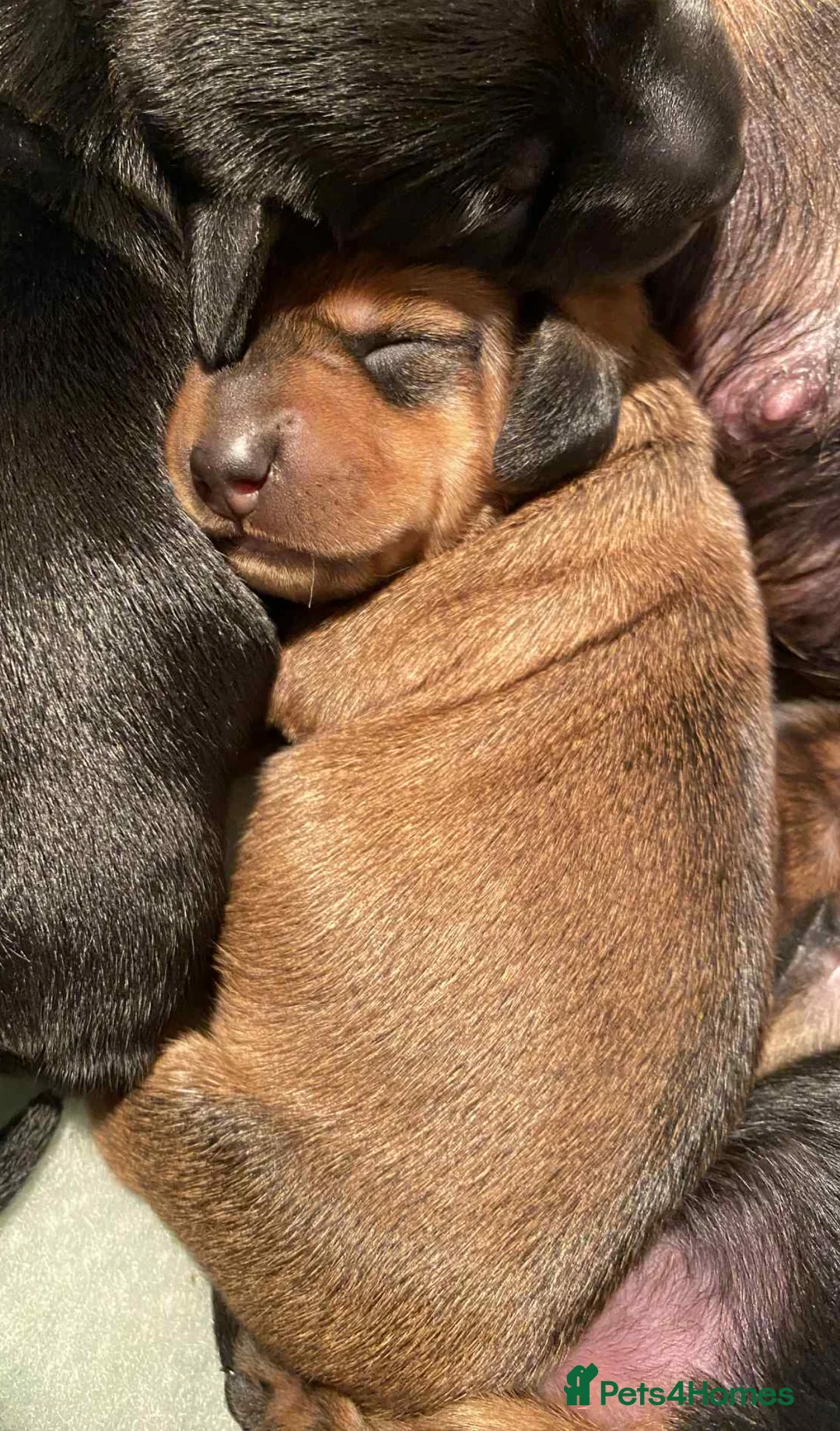 Miniature Dachshund dogs for stud: Kc reg Black and Tan mini smooth. - Advert 10