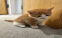 Siberian cats for sale: Kittens for sale  - Image 3