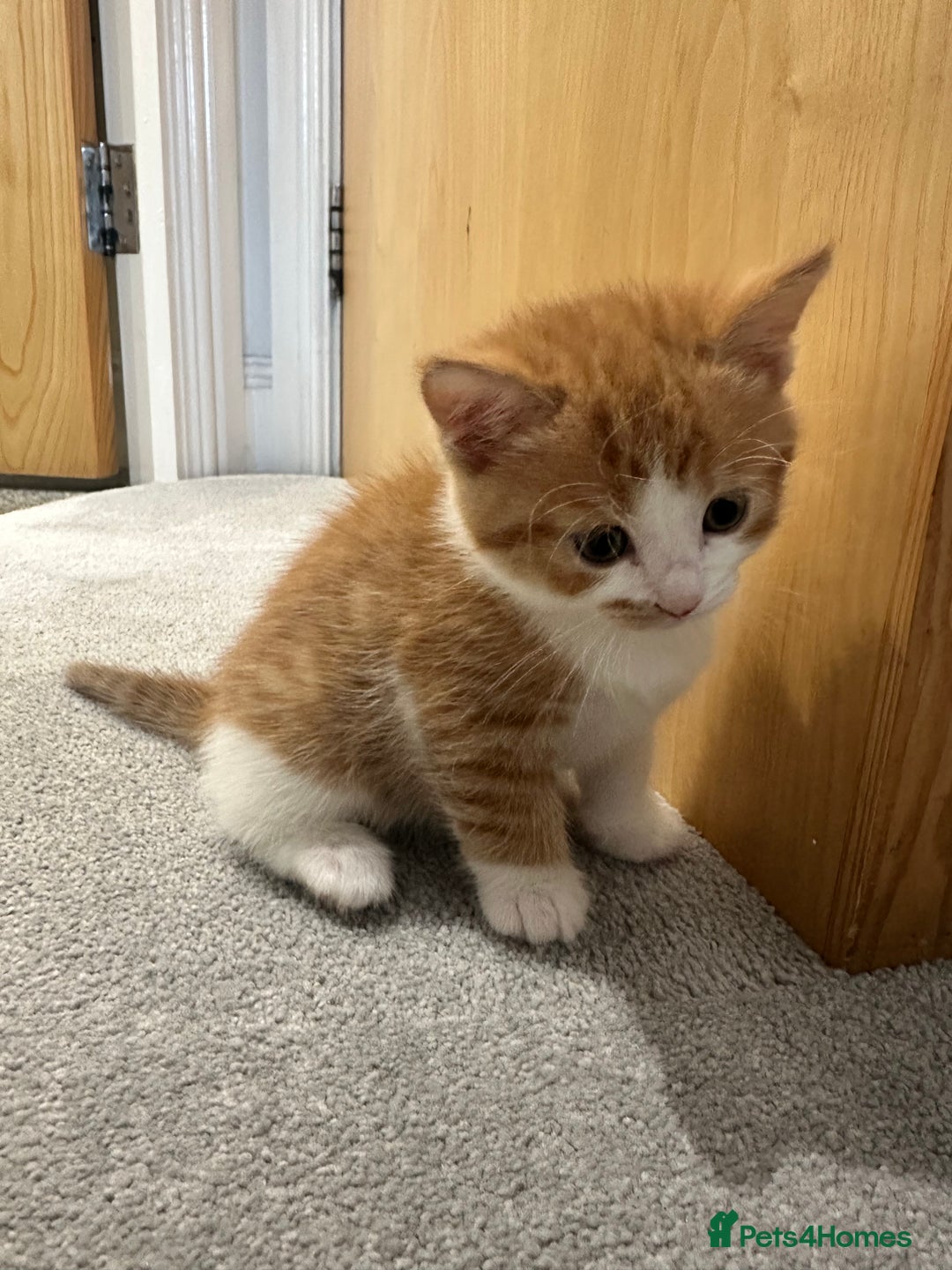 Siberian cats for sale: Kittens for sale  - Image 3