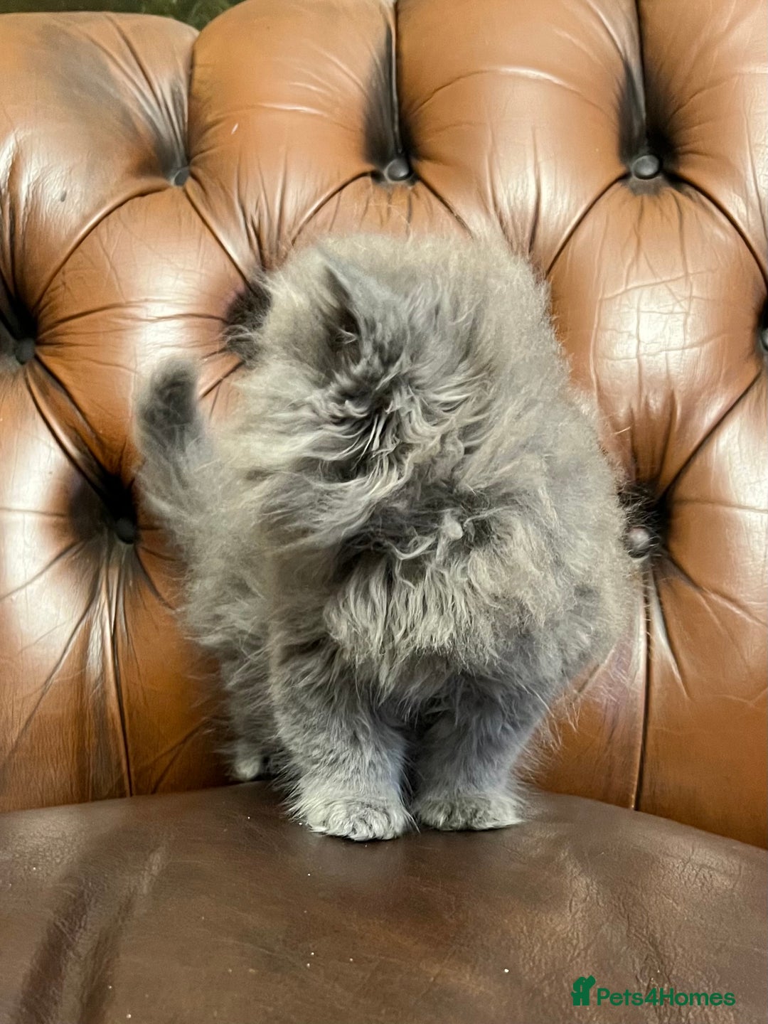 Persian cats for sale: Stunning blue and rare lilac Persian kittens  - Advert 9