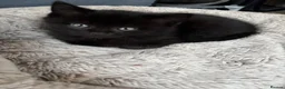 British Shorthair cats for sale: Adorable British short hair kittens  - Advert 6