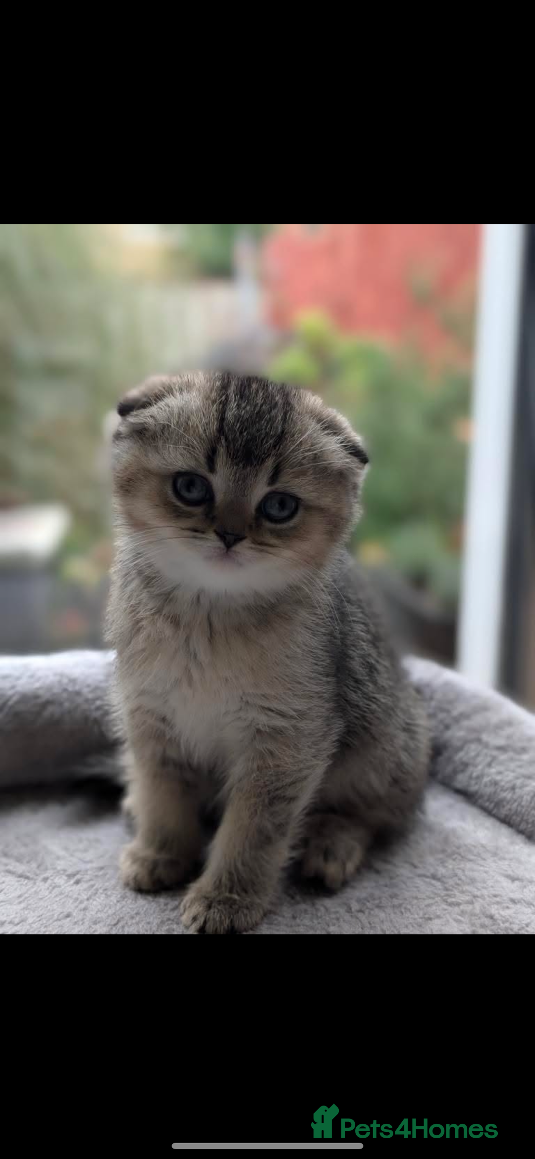Scottish Fold cats for sale: Scottish fold / chinchilla  - Advert 2