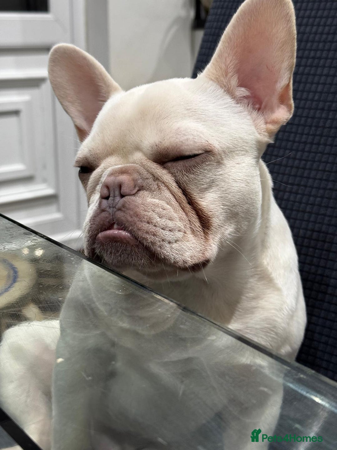 French Bulldog dogs for sale: George - Image 4