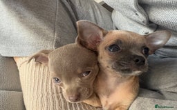 Chihuahua dogs for sale: Cute Chihuahua Pups - Image 3