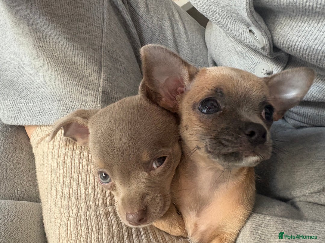 Chihuahua dogs for sale: Cute Chihuahua Pups - Image 3