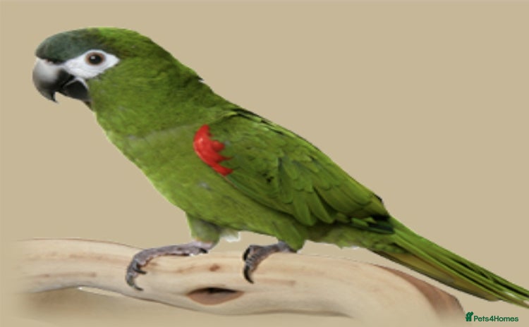 Parrots birds - Advert 2