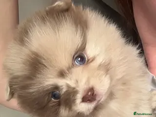 Pomeranian dogs Puppy’s ready in 2 weeks - Advert 11
