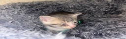 European cats for sale: Kitten’s Looking For Loving Families! 4 Kitten’s. in Keighley - Advert 13