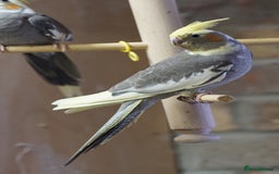 Cockatiels birds for sale: Young Cockatiels - Image 39
