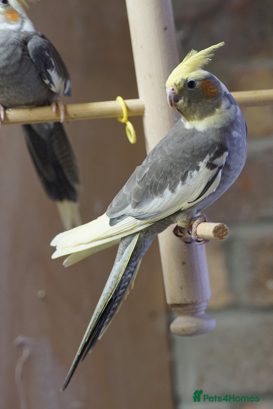 Cockatiels birds for sale: Young Cockatiels - Image 39