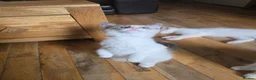 Ragdoll cats for sale: 🐾 Beautiful Ragdoll Kittens ready to leave 🐾 - Advert 8