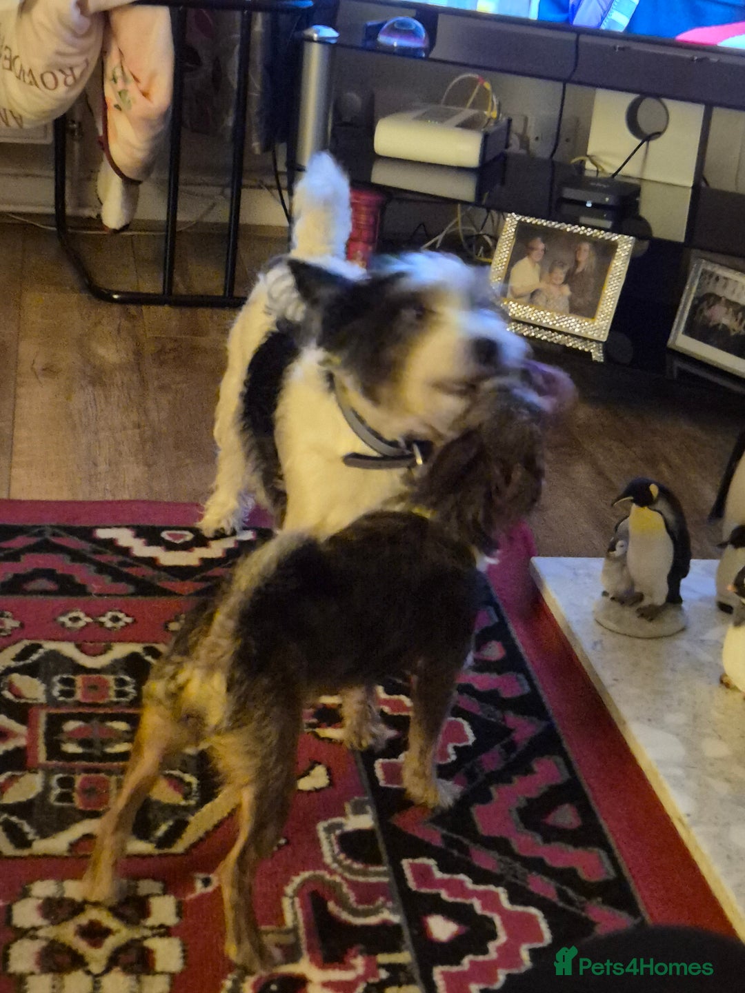 Mixed Breed dogs for sale: Penny - Advert 4