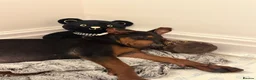 Chinese Red Dog dogs for sale: Chinese Red Dog Puppy  - Advert 5